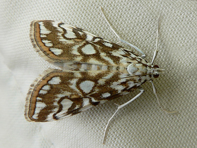 20110805_nympheata3