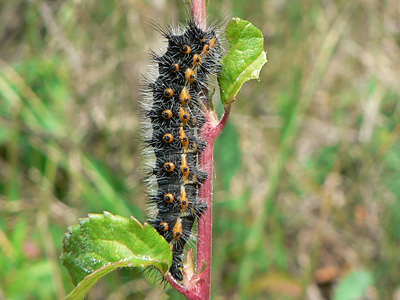 20110513_pavonia1