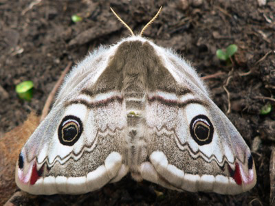 20120419_pavonia1