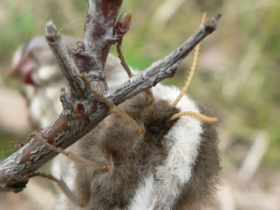 20120421_pavonia11