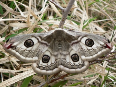 20120421_pavonia2