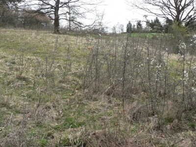20120421_pavonia4