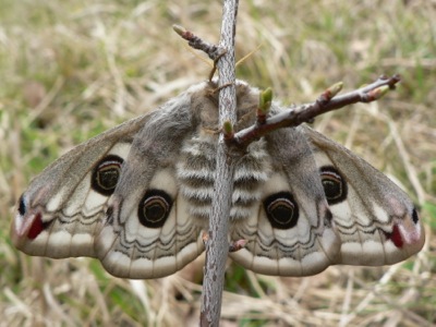 20120421_pavonia9