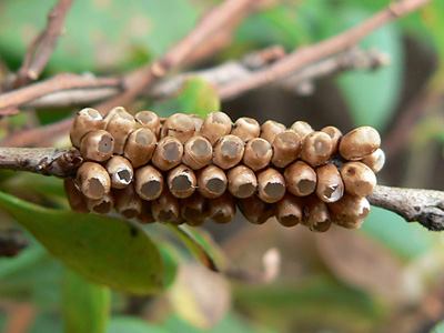 pavonia1
