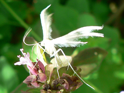 pentadactyla02