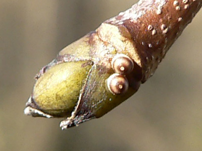 20111127_plumigera3