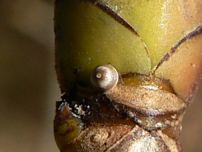 20111127_plumigera5