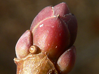20111210_plumigera3