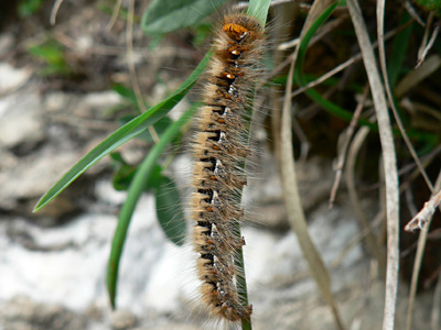 Lasiocampa-quercus_060624