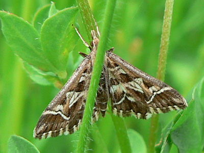 reticularis01