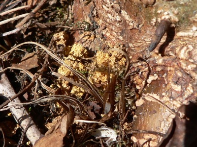 20120401_spheciformis4