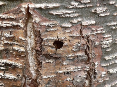 20120414_spheciformis1