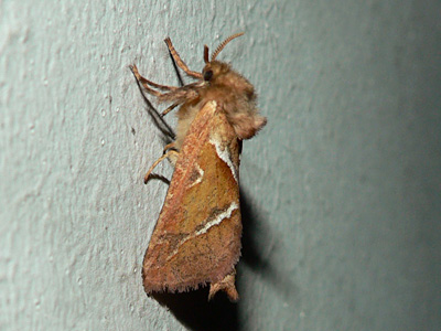 20120819_sylvina1