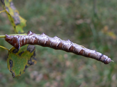 20091004_tremula3