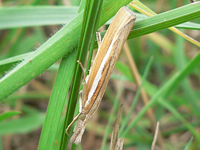 20120814_tristella1