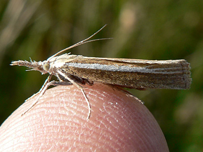 tristella2