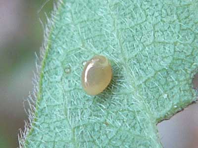 20110526_fuciformis1