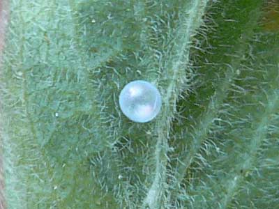 20110526_fuciformis2