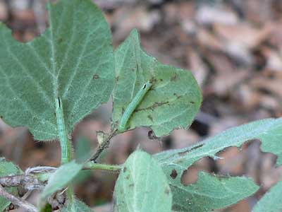 20110526_fuciformis3