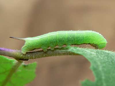 20110602_fuciformis1