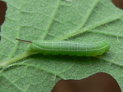 20110602_fuciformis2