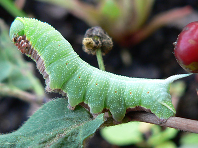 20110615_fuciformis