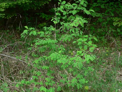 20120511_fuciformis2