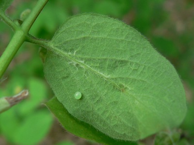 20120511_fuciformis3