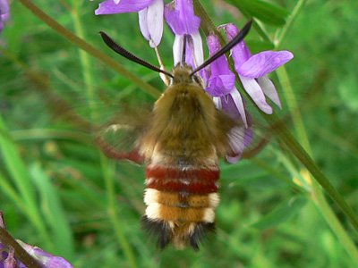 20130615_fuciformis3