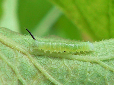 fuciformis2