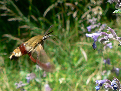 fuciformis_20070530