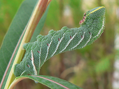 20120813_ocellata