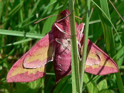 20130607_porcellus2