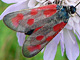 Beilfleckwidder_ms2