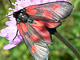 Fuenffleckwidder_ms2