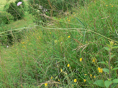 carniolica-habitat2