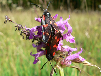 20110802_filipendulae
