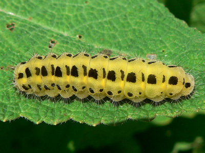 20130706_filipendulae