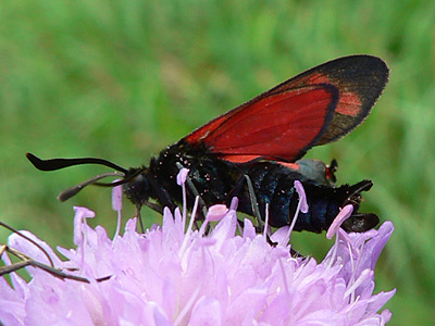 20130823_filipendulae1