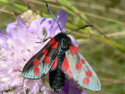Blutstroepchen12