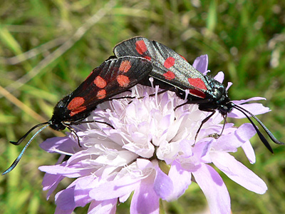 Blutstroepchen13