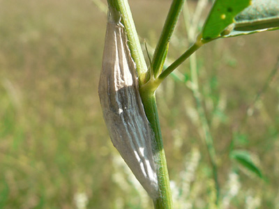 Blutstroepchen14