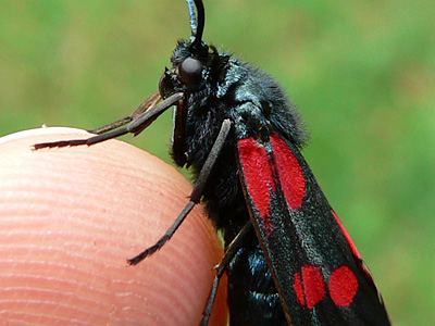 Blutstroepchen15