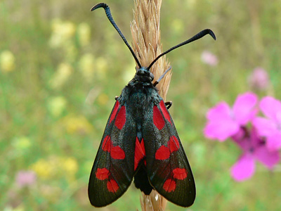Blutstroepchen22