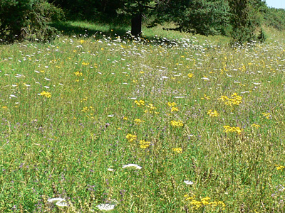 filipaendulae-habitat