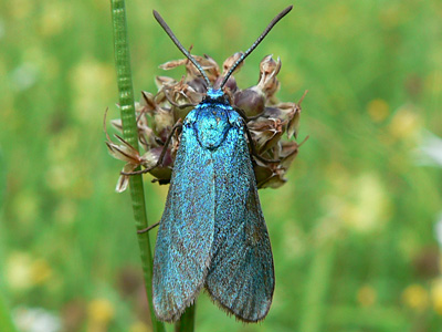 Gruenwidderchen4_