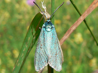 Gruenwidderchen5_