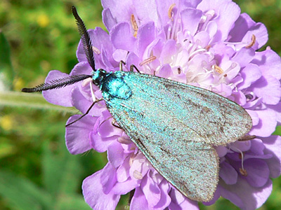 Gruenwidderchen7_