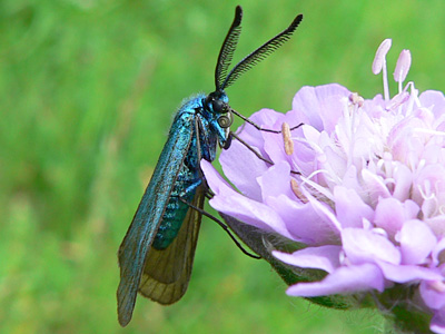 Gruenwidderchen8_