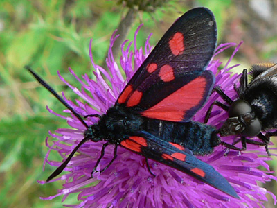 20110701_lonicerae1
